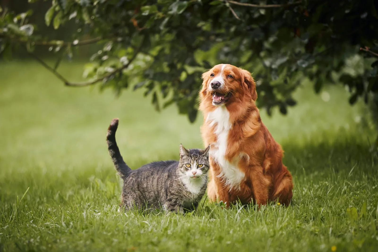 Allowing pets in your holiday home: smart & damage-free